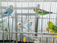 Yavru ve yetişkin muhabbet kuşu