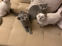 1 Mayıs doğumlu Scottish Fold ve British Blue Point