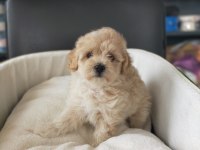 Sıfır numara maltipoo dişi bebeklerimiz