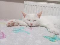3 yaşında dişi british shorthair