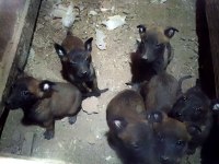 Kişi ve alan koruma malinois