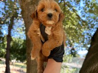 DİŞİ ERKEK MALTİPOO 