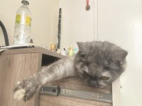 1 yaşında evcil aşıları tamam british shorthair