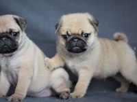 Irk ve Sağlık Garantili Pug Yavrular