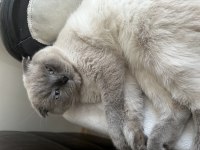 Ücretsiz scottish fold blue point
