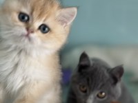 Ankarada ziyarete açık ny12 golden british shorthair