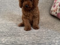 Toy Poodle Yavru Köpeklerimiz
