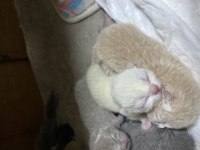 1 haftalık british shorthair