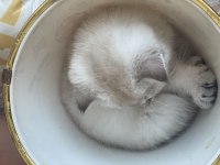 Scottish fold yavru