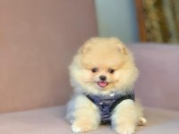 Safkan Pomeranian Boo Yavrularımız