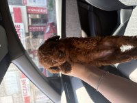 RED TOY POODLE YAVRULARIM 