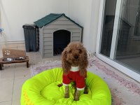 4 Yaşında Dişi Poodle