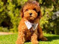 Show kalite teacup WC eğitimli Maltipoo yavrularımız