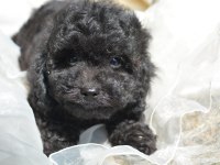 SİYAH İNCİ TOY POODLE BEBEKLER