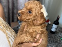 Toy Poodle 15 aylık yavrular