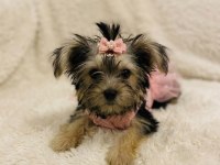 Teddy yorkie bebek