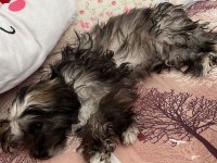 Terrier Poodle Kırması Yavrular
