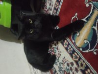 British Shorthair Panter DUMANIM