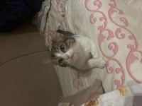 Oyuncu tekir kedisi
