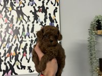 KORE ORJİNAL TOY POODLE EN MİNİK BOY BEBEKLERİM