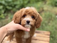 Party Colour Erkek Maltipoo Baby Face