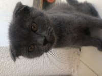 Kırık kulak Erkek Yavru