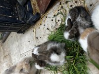 Manisa Aslanbaş ve lop tavşan sahiplendirme