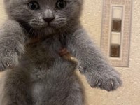 1 erkek ve 1 dişi Scottish fold ve British longhair