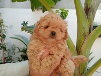 Maltipoo Yavrular
