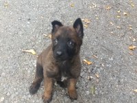 A kalite malinois