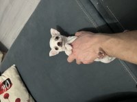 Ukrayna Kan Micro Teacup Şivava Yavrular Muhteşem Anatomi