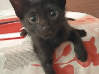 3 AYLIK DİŞİ SAĞLIKLI BOMBAY KEDİSİ KADRİYE