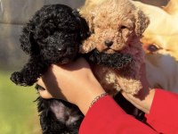 Siyah toy poodle bebekler ruhsatlı çiftlik 