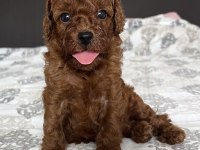 Red mini Poodle bebekler