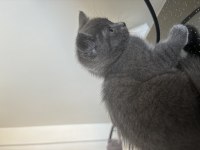 1,5 aylık yavru british shorthair kedimiz