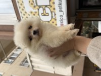Pomeranian Teddy Face 
