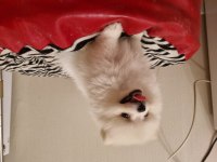 Kar beyazı çok iyi kalite pomeranian boo