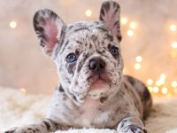 Safkan French Bulldog Merle