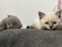 2 erkek 3 dişi 2.5 aylık scottish fold yavrular