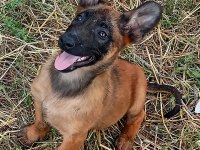 Anatomi harikası Malinois Belçika Kurdu