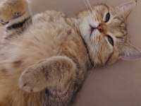 Golden tabby british shorthair erkek 1 yaşında