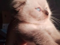 Scottish ve british shorthair 45 günlük