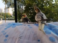 Yavru sultan papağanı