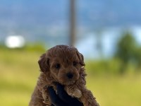 PREMİUM TEDDY FACE BABY POODLE