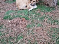 Yuva aranıyor sosyal köpekler