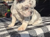French bulldog lilac merle tan isabella carrier