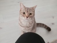 Kedimize Yeni Yuva Arıyoruz