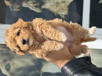 Show kalite kore tea cup maltipoo yavrularımız