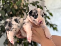 Tüm renkleriyle şecereli Border Collie yavrularımız