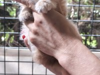 Golden ve silver chinchilla şecereli anne babalardan